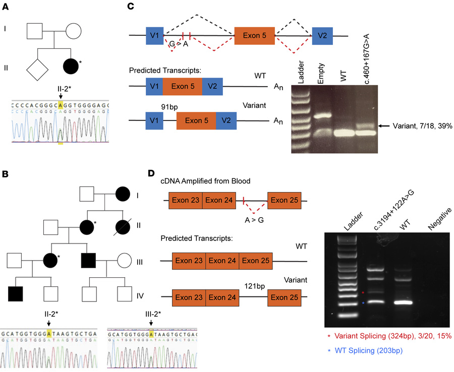 Deep intronic variants in MYRF alter splicing of mRNA transcript.
(A and...