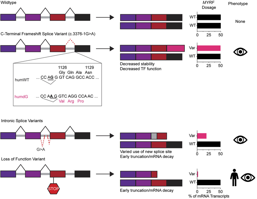 Working model of MYRF splice variant functional and phenotypic effects c...