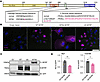Processing of C-terminal MYRF variant in vitro.