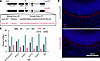 Homozygous Myrf humdG mice are embryonic lethal.