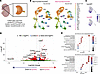 scRNA-seq reveals molecular changes in RPE of mice carrying C-terminal Myrf
