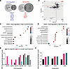 MyrfhumdG C-terminal variant acts as a hypomorphic allele.