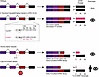 Working model of MYRF splice variant functional and phenotypic effects cont