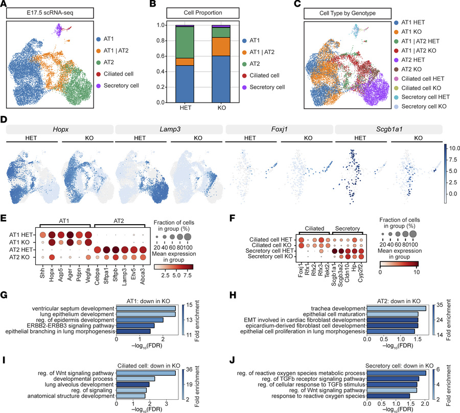 scRNA-seq indicates global endodermal differentiation defects in BRD4 mu...
