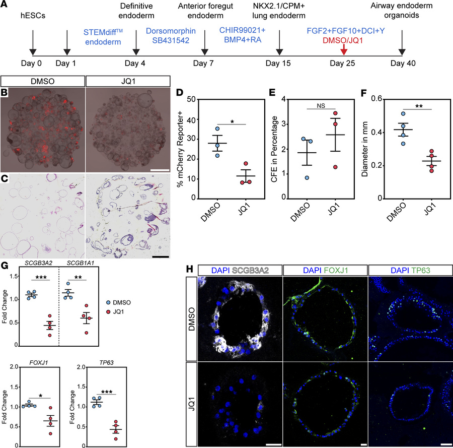 BRD4 bromodomains inhibition disrupts hESC-derived lung endodermal cell ...