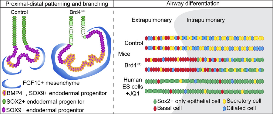 graphical abstract