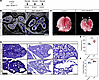 Endodermal BRD4 is required for lung morphogenesis and perinatal survival.