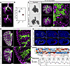 Loss of endodermal BRD4 disrupts epithelial-mesenchymal crosstalk.