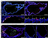 Loss of endodermal BRD4 results in impaired epithelial cell differentiation