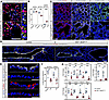 BRD4 is required for proximal and distal airway epithelial cell differentia