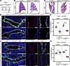 BRD4 regulates temporal acquisition of lung endodermal cell fate.