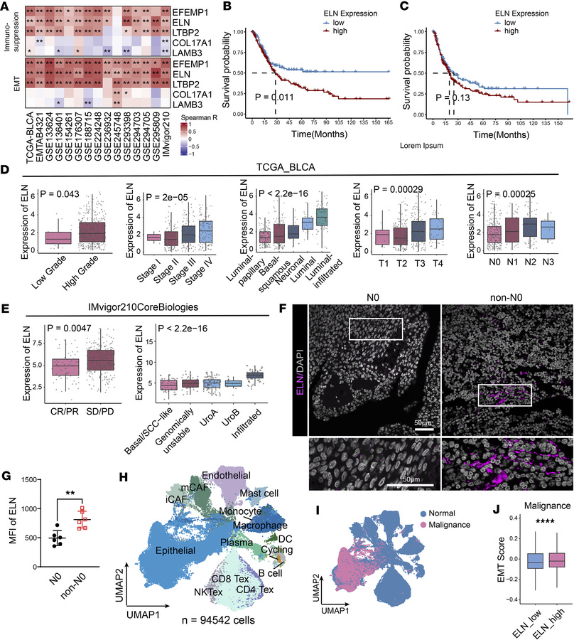 
ELN expression correlates with BCa progression and poor clinical outcom...