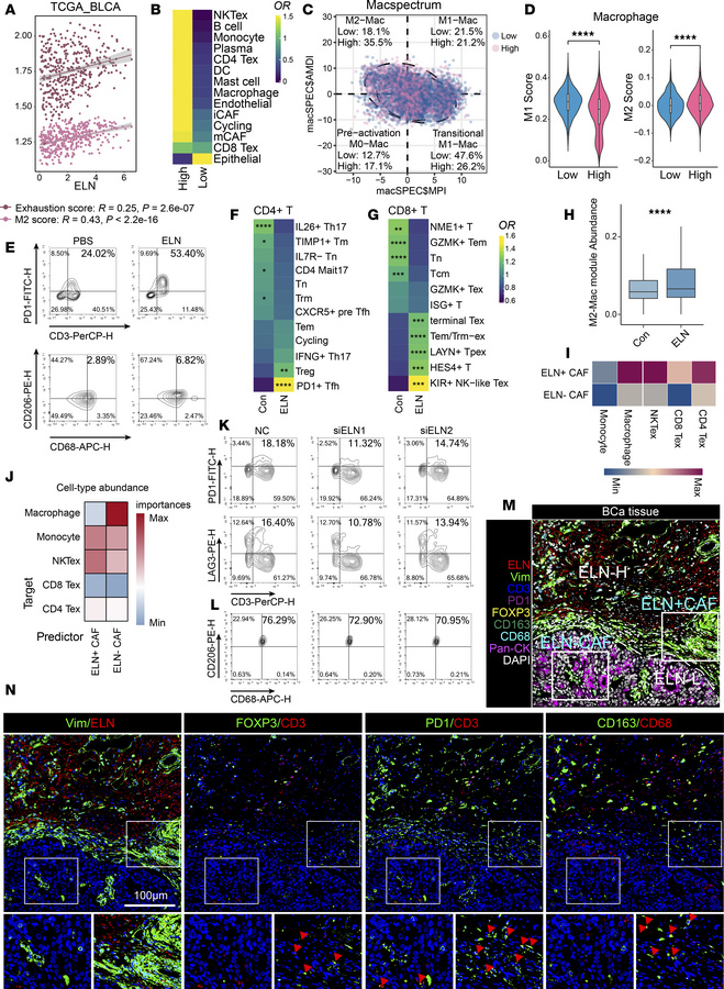 ELN+ CAFs shape an immunosuppressive microenvironment characterized by T...