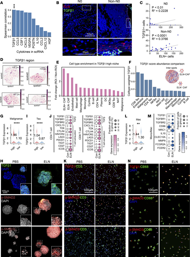 ELN activates TGF-β1 signaling in tumor cells, T cells, and macrophages....