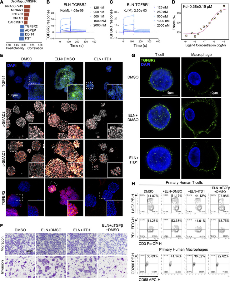 ELN directly binds TGFBR2 and activates TGF-β1 autocrine signaling in tu...