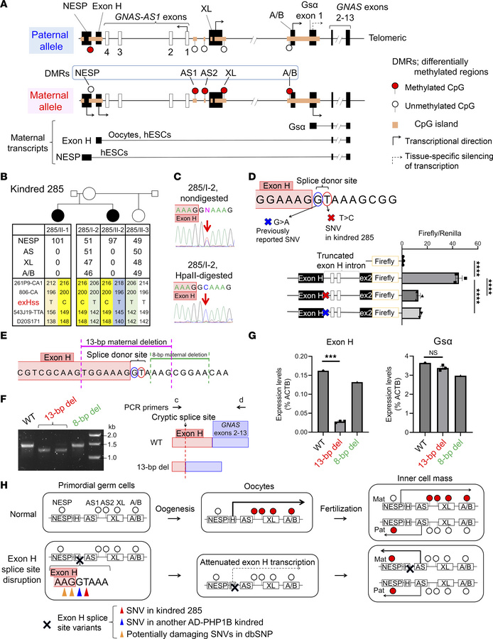 Exon H splice donor site disruption as a previously undescribed cause of...