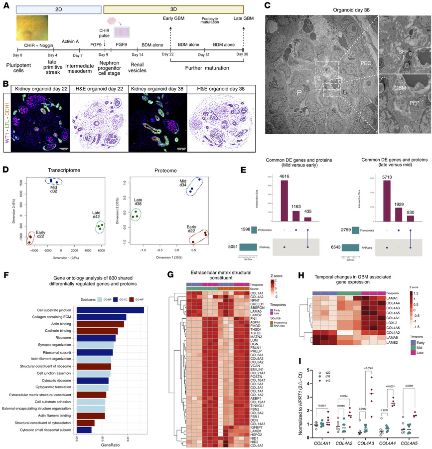 Multiomics characterization of kidney organoids in prolonged culture.
(A...
