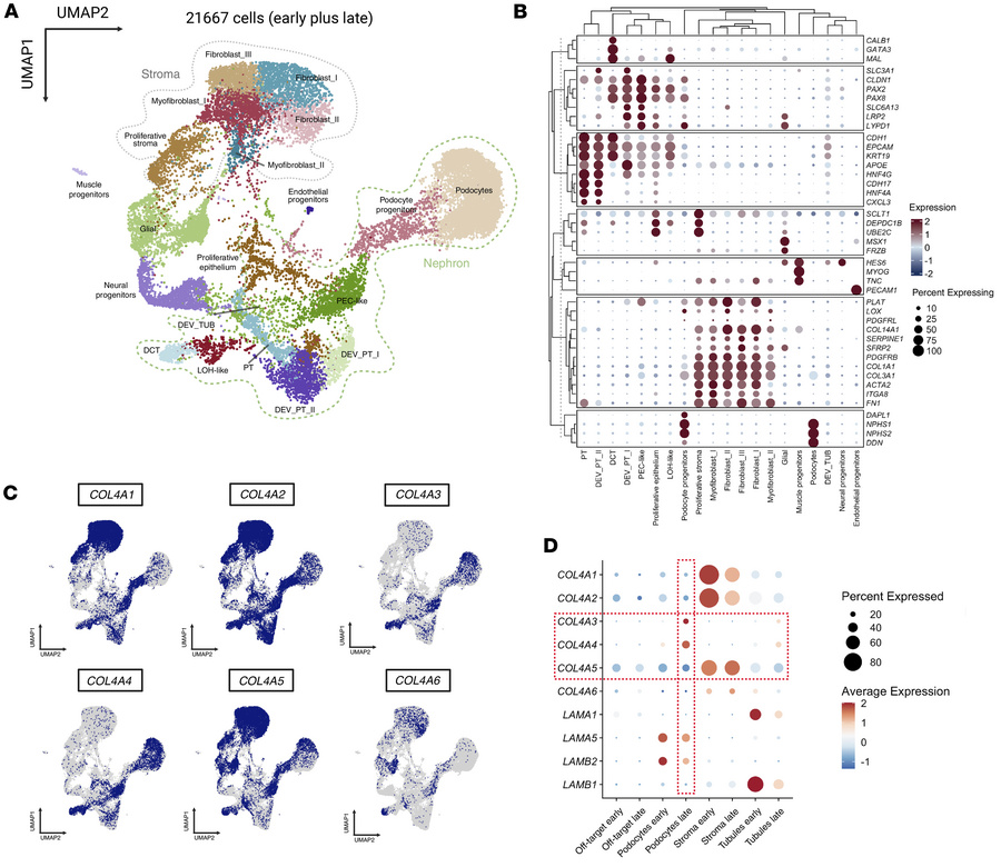 Temporal single-cell transcriptomic analysis of kidney organoid developm...