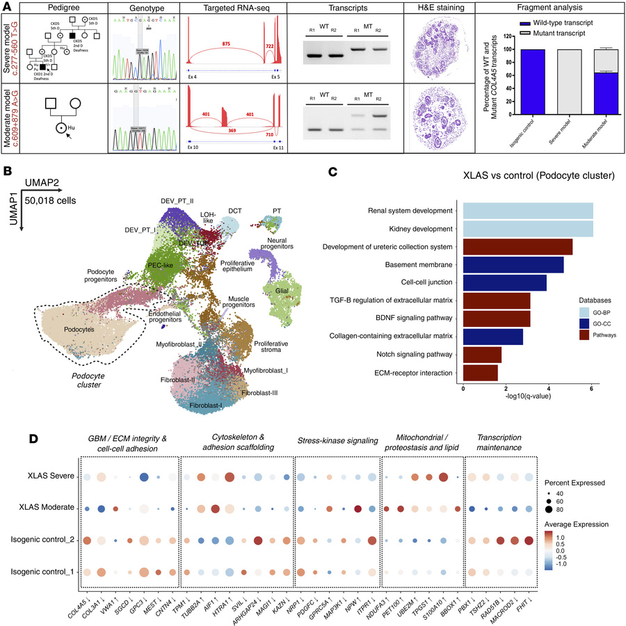 Characterization of XLAS organoid models with deep-intronic variations.
...