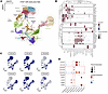 Temporal single-cell transcriptomic analysis of kidney organoid development