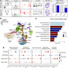 Characterization of XLAS organoid models with deep-intronic variations.