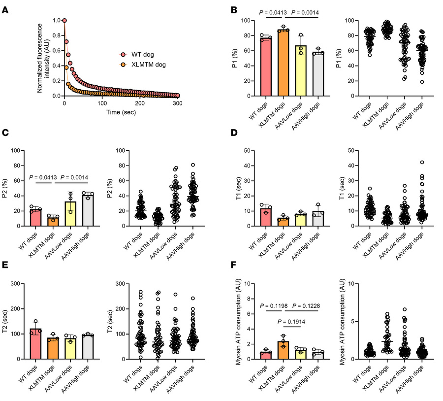 Myosin biochemical and energetic states in the canine model of XLMTM.
Ou...