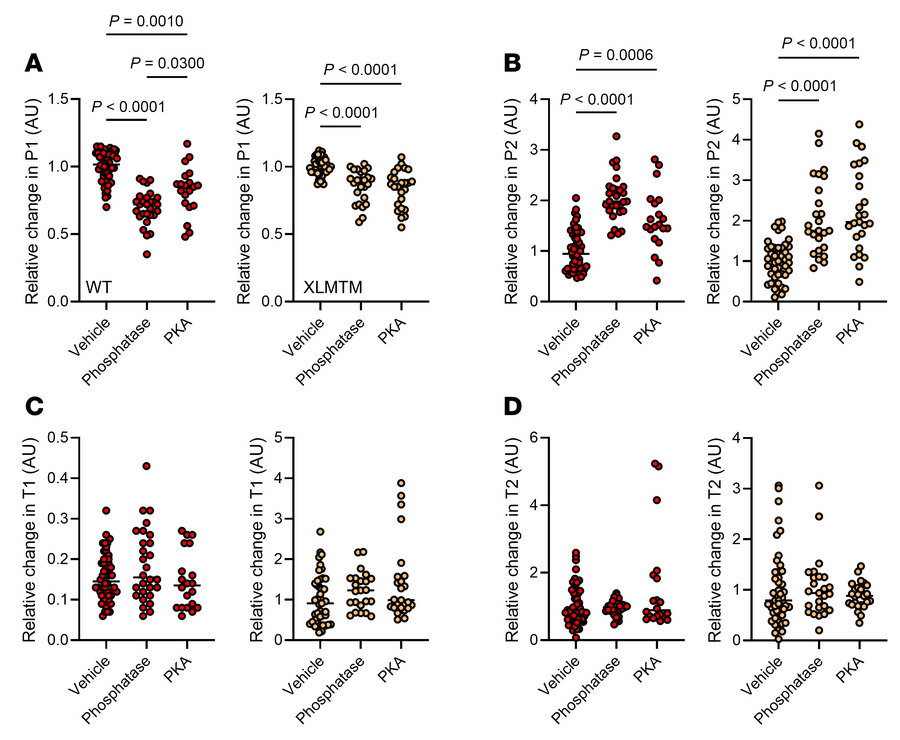 Effect of phosphorylation level on myosin biochemical states in XLMTM do...