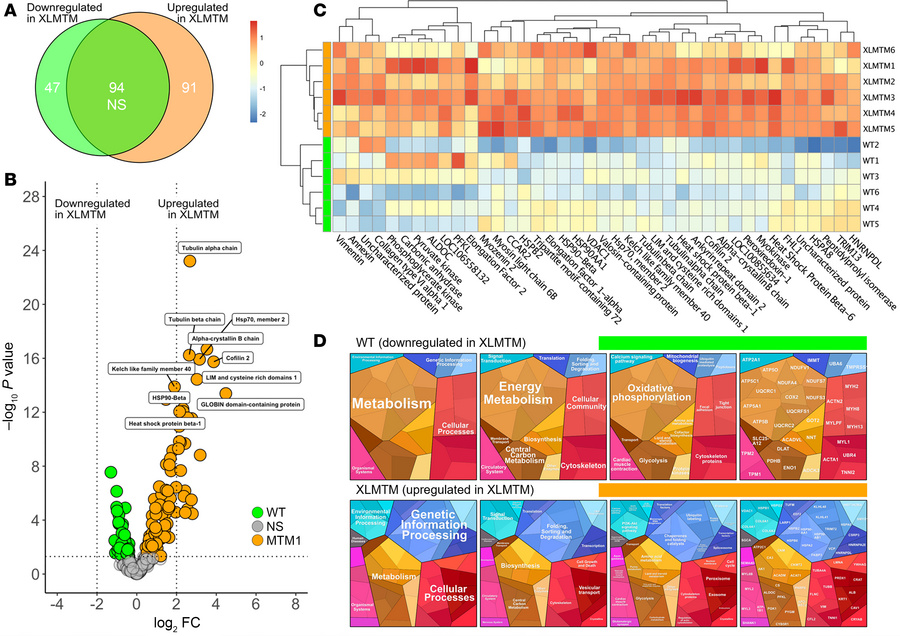 Comparative proteomic analysis in XLMTM dogs.
(A) Venn diagram depicting...
