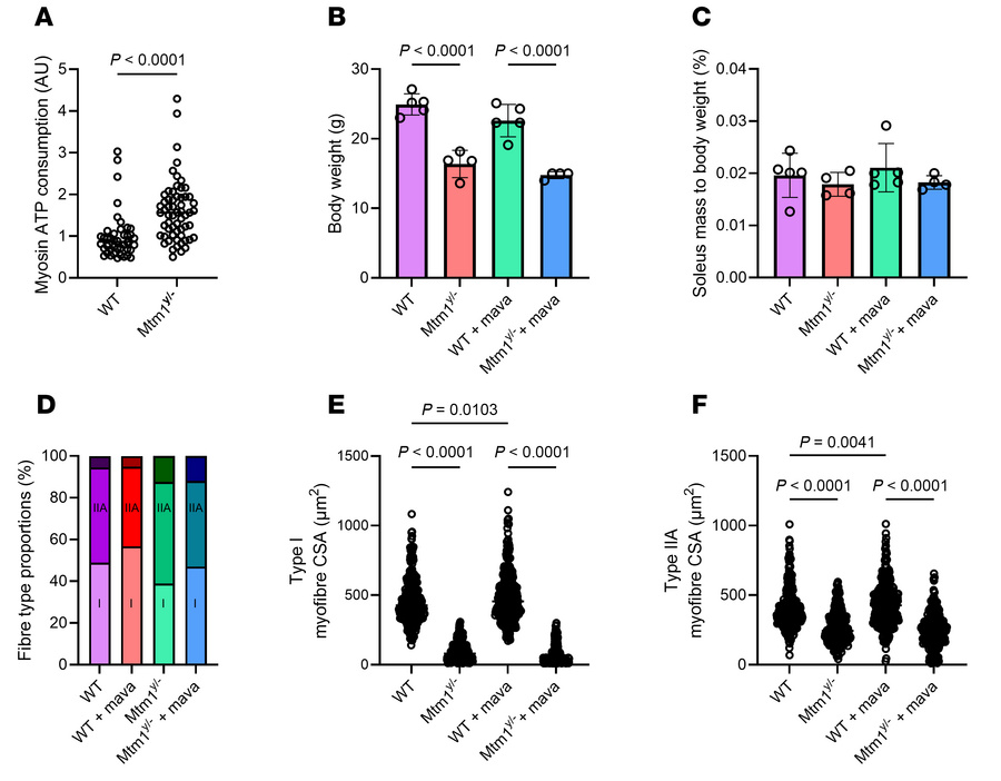 Muscle histological analysis in mice lacking MTM1.
Our study involved WT...