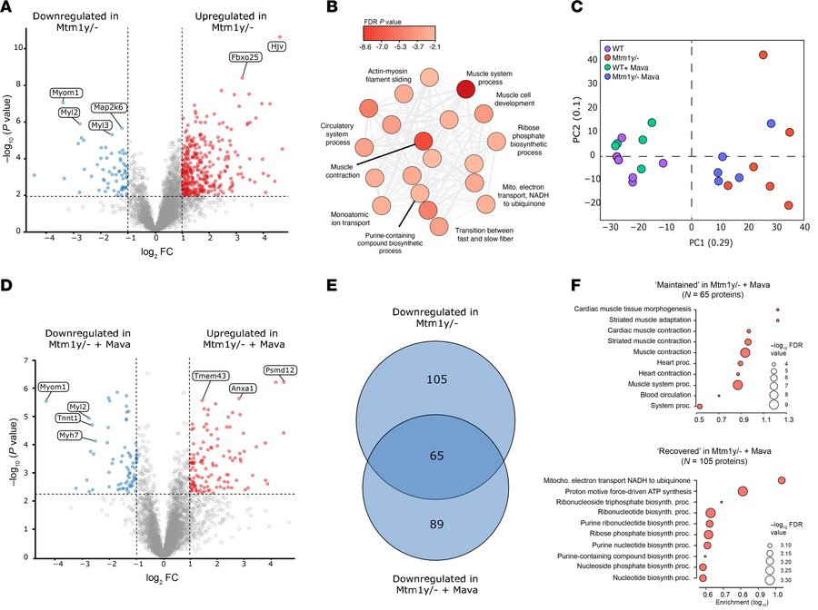 Comparative proteomic analysis in mice lacking MTM1.
We used WT mice and...