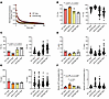 Myosin biochemical and energetic states in the canine model of XLMTM.