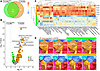 Comparative proteomic analysis in XLMTM dogs.