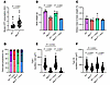 Muscle histological analysis in mice lacking MTM1.