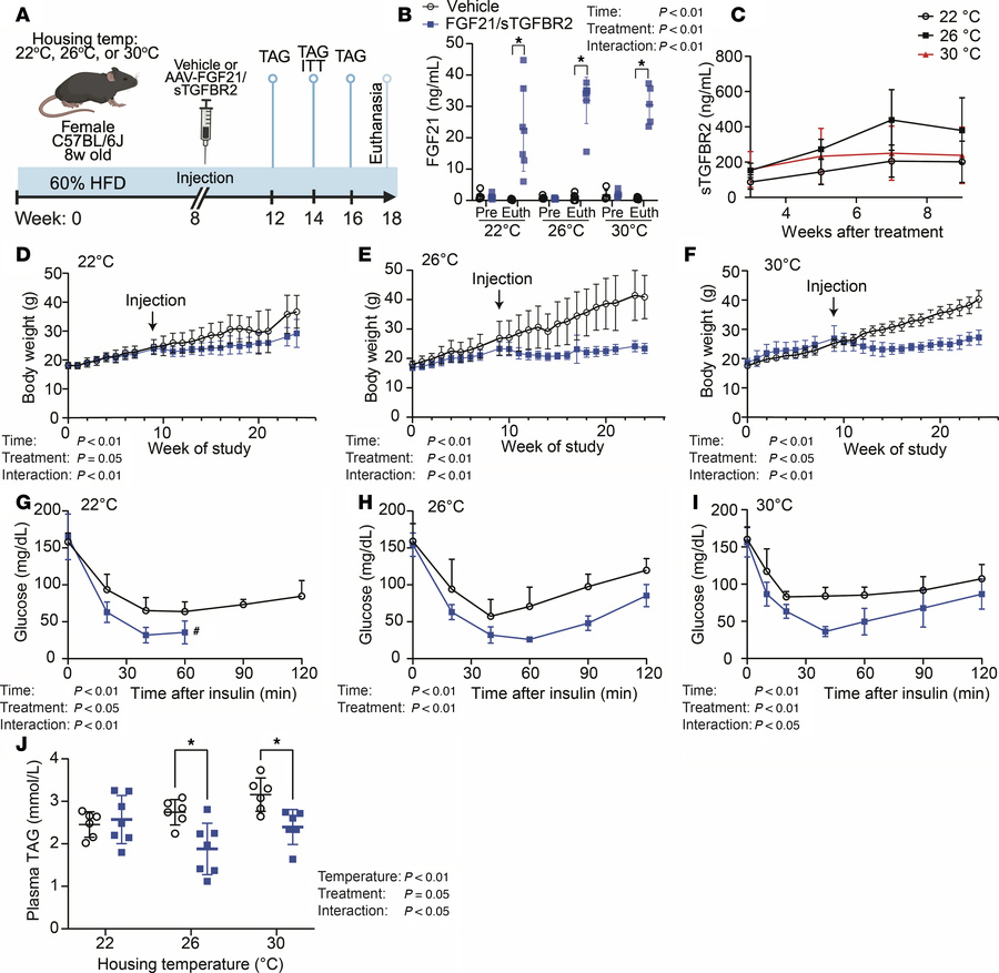 FGF21/sTGFBR2 reduces body weight, improves insulin sensitivity, and red...