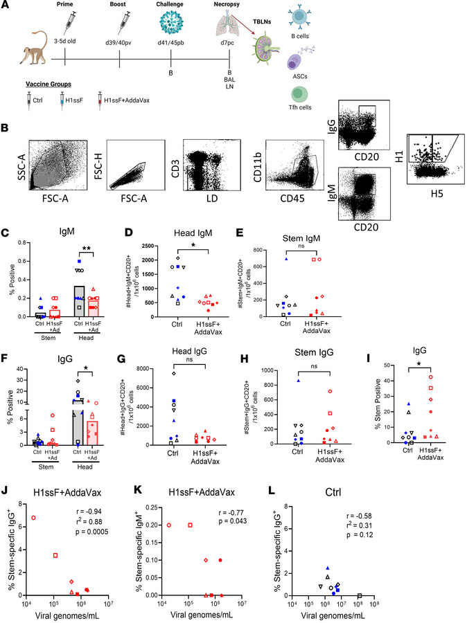 HA stem–specific cells are more highly represented within the IgG+ B cel...