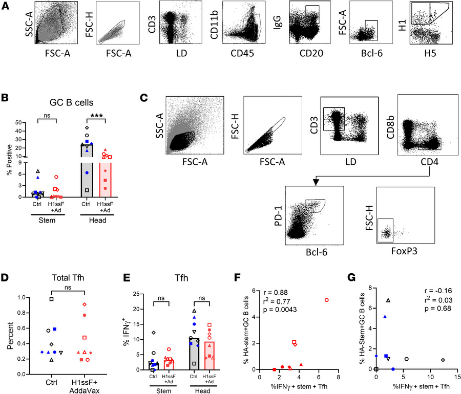H1ssF+AddaVax promotes an IFN-γ–producing Tfh cell response that correla...