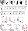 H1ssF+AddaVax promotes increases in HA stem– and head–specific PCs in the l