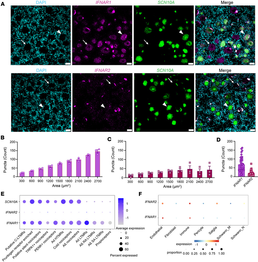 
IFNAR1 and IFNAR2 mRNAs are expressed in hDRG neurons.
(A) Representati...