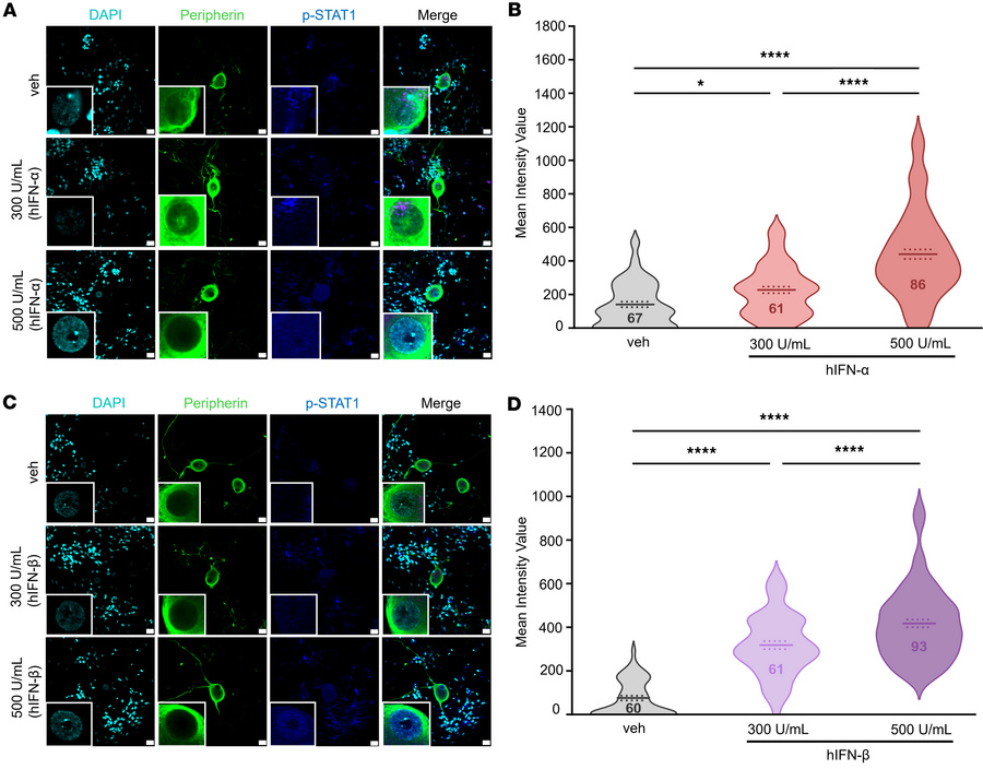 Type I IFN induction of STAT1 signaling in the nuclear compartment of hD...