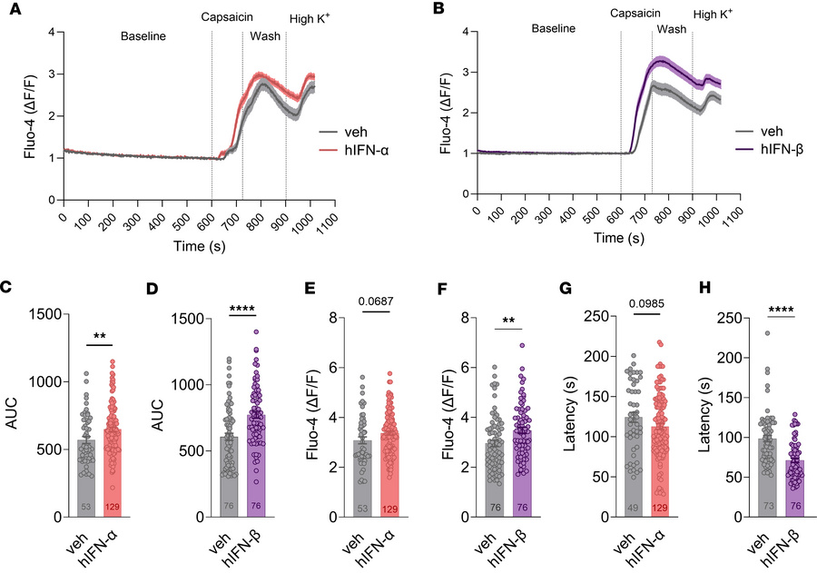 Type I IFN treatment induces sensitization to capsaicin treatment in hDR...