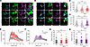 IFNAR1 protein expression in cultured hDRG neurons and response to type I I