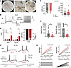 hIFN-α increases the excitability of hDRG neurons.