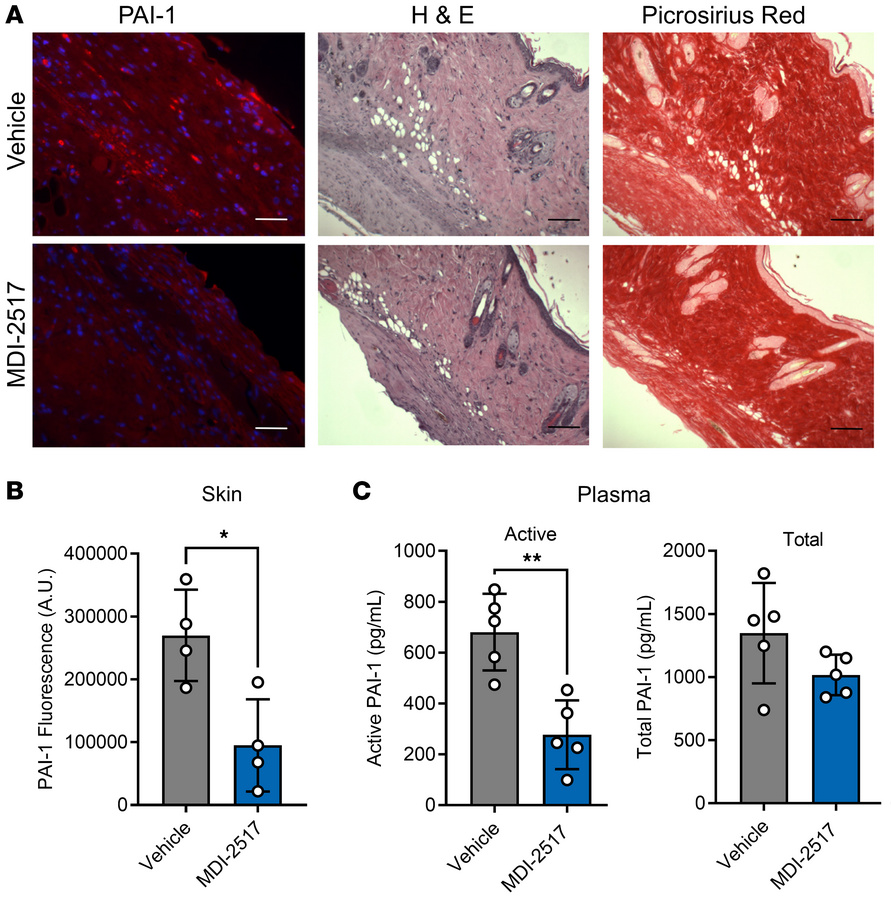 Target engagement of MDI-2517.
Twelve-week-old male C57BL/6J mice were s...