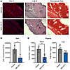 Target engagement of MDI-2517.