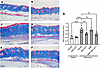 Skin trichrome staining from the comparator study of MDI-2517, MMF, and com