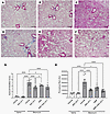 Lung trichrome staining from the comparator study of MDI-2517, MMF, and com