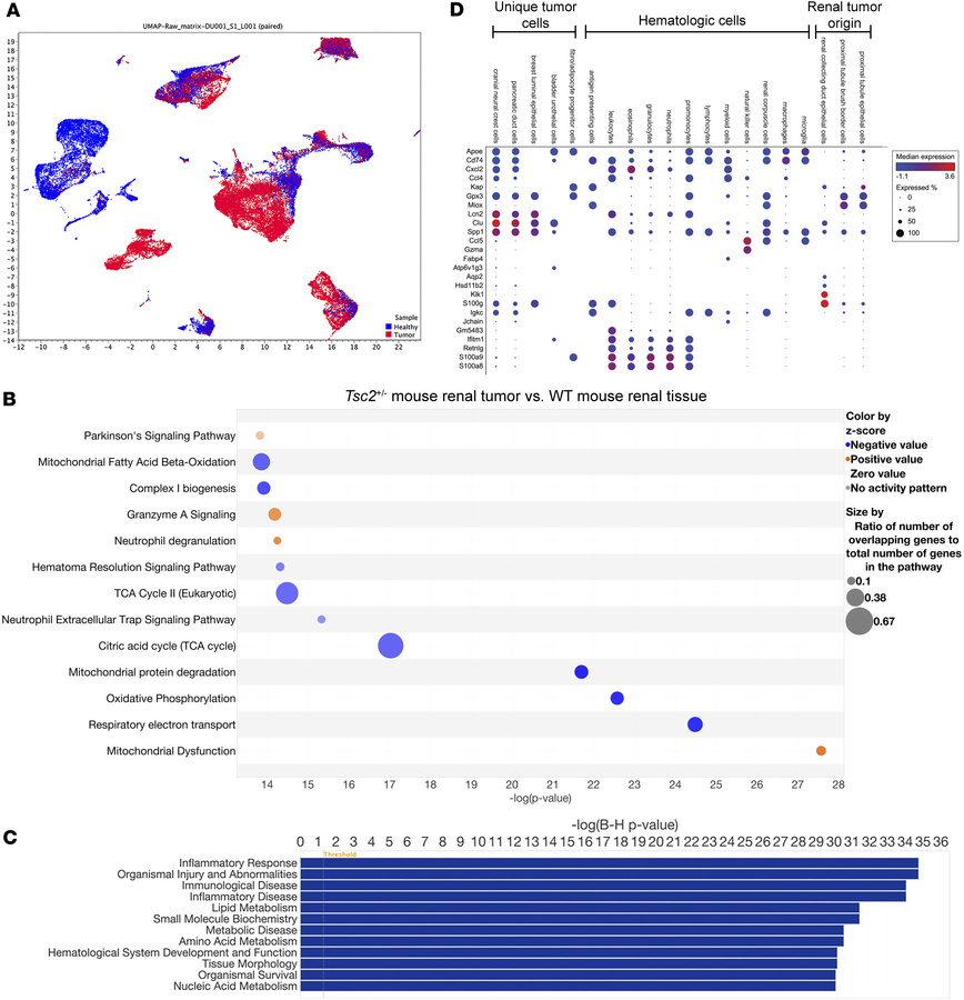 scRNA-seq analysis of renal tumorigenesis in the tuberous sclerosis (Tsc...