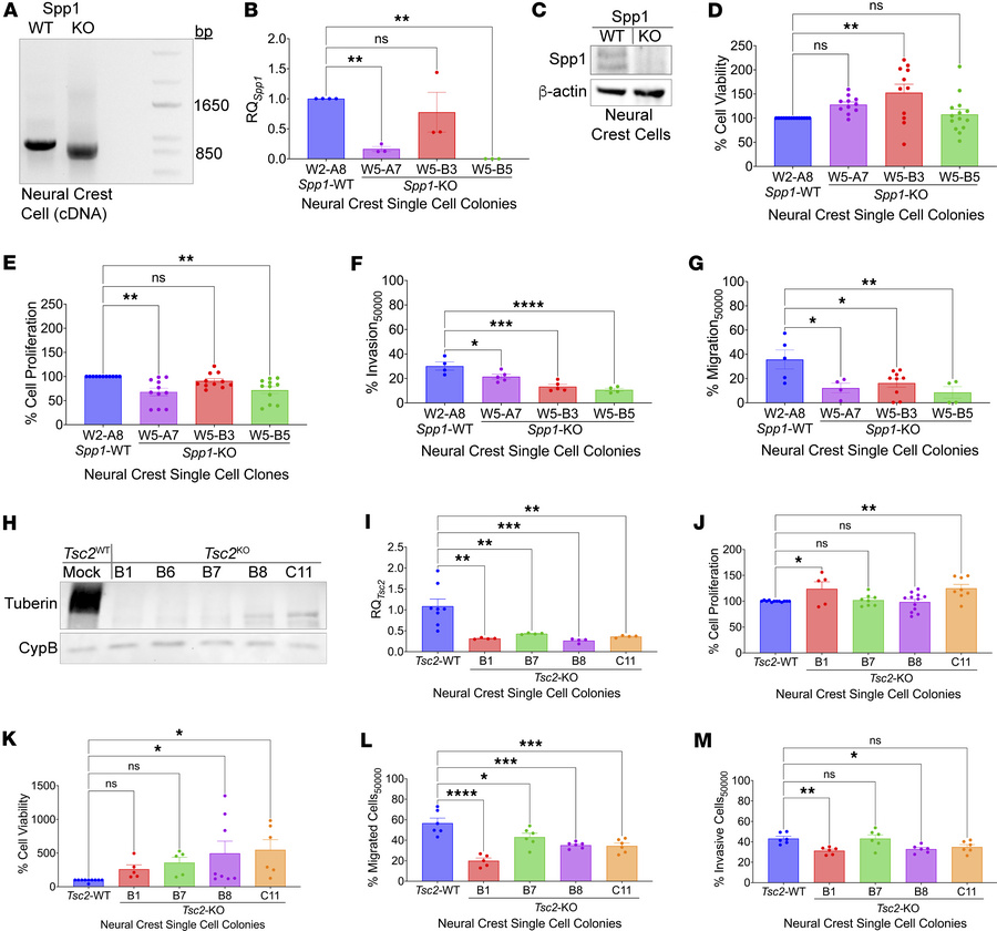 Tumorigenic effects of inhibiting Spp1 and Tsc2 expression in mouse CNCC...