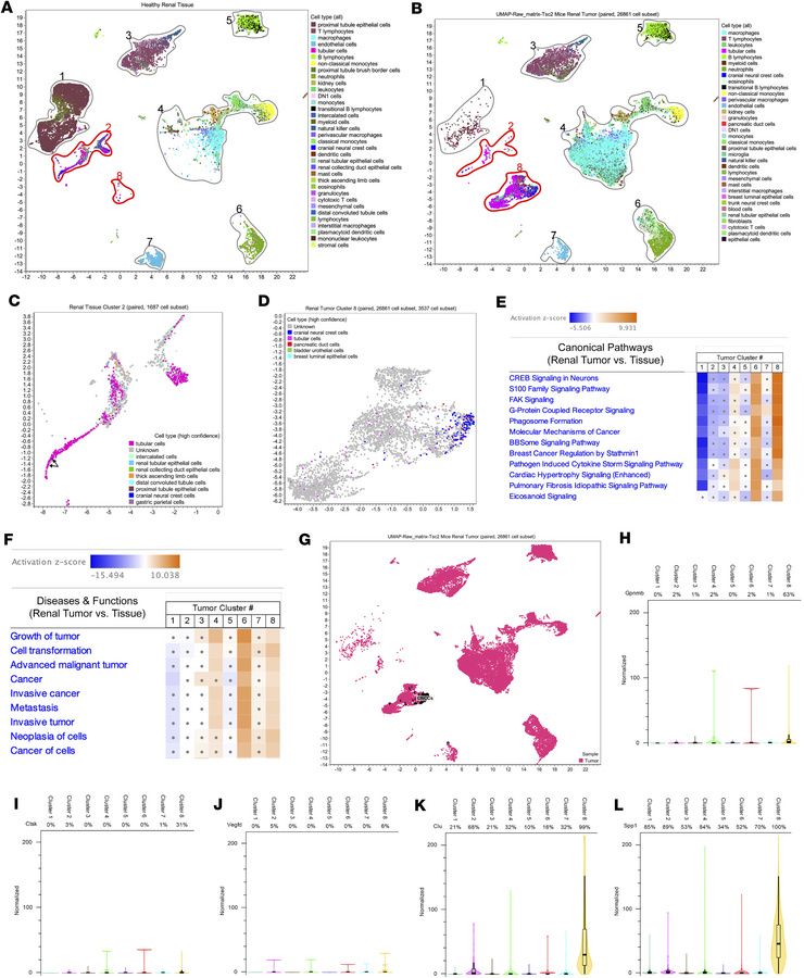 Pathogenic NCCs in Tsc2+/– mouse renal tumors.
(A and B) Cell type clust...