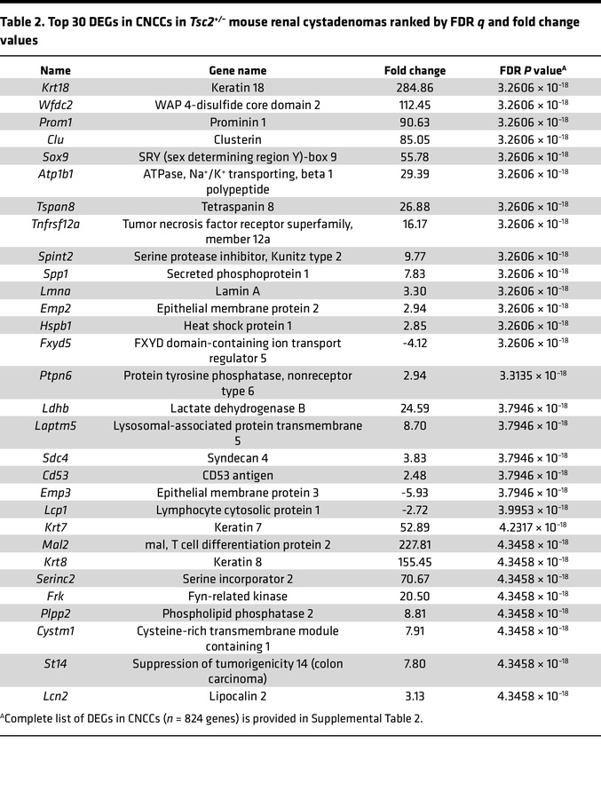 Top 30 DEGs in CNCCs in Tsc2+/– mouse renal cystadenomas ranked by FDR q...
